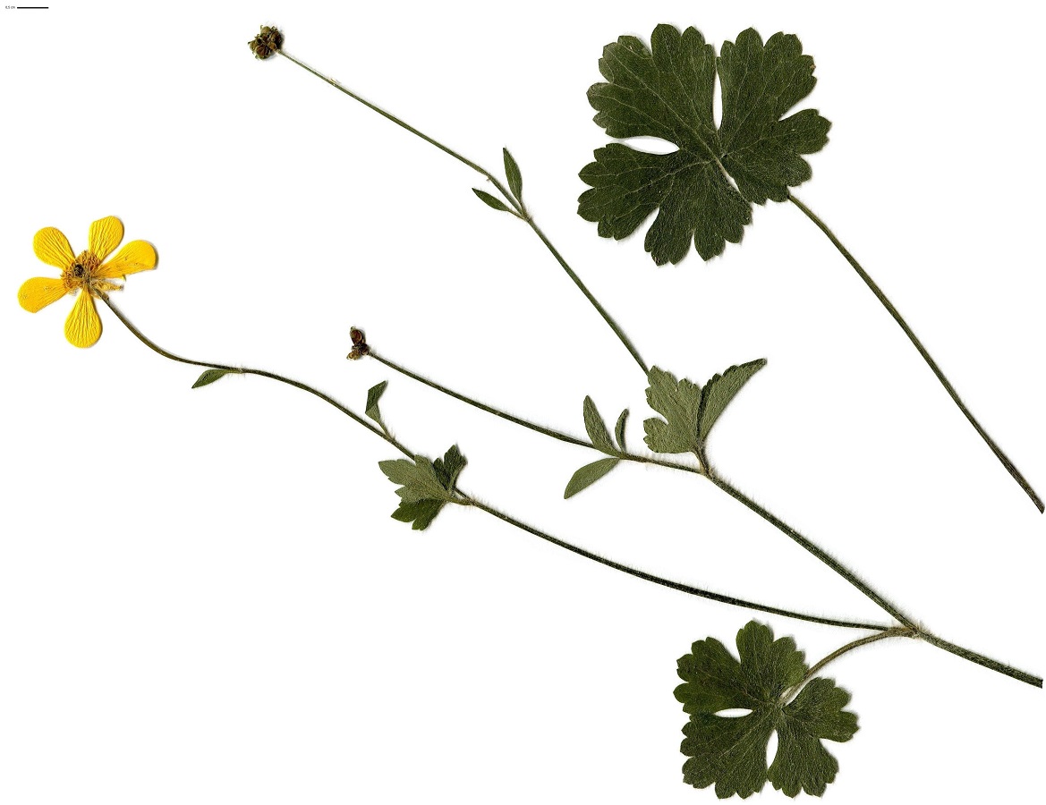 Ranunculus serpens (Ranunculaceae)